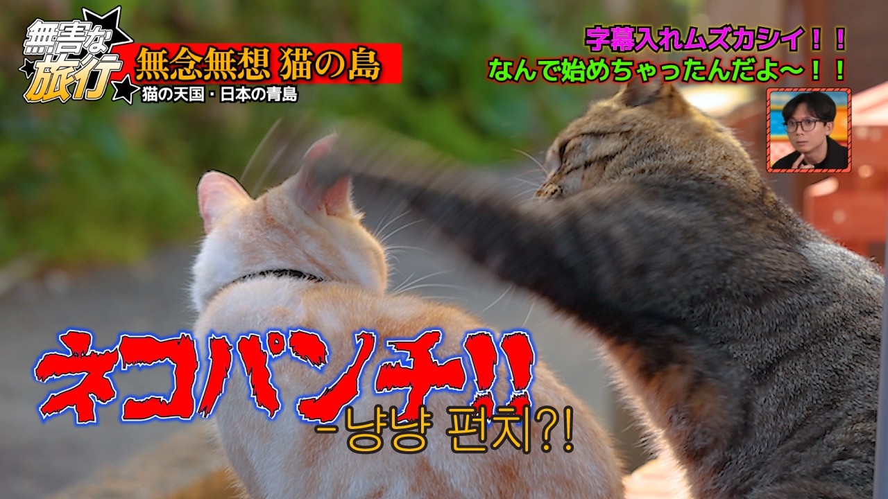 【무해한 여행】 일본 고양이 섬 (한글 자막)