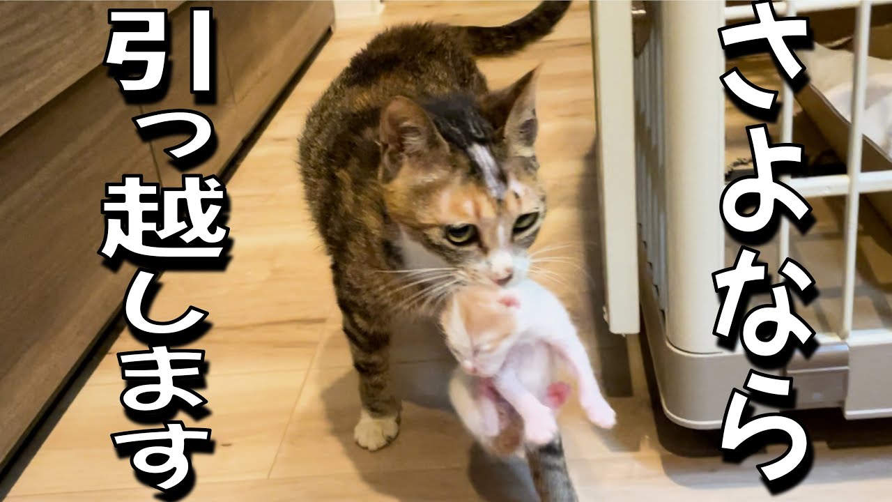 「ここじゃ子供を守れない…」危険を察知した母猫の驚くべき行動