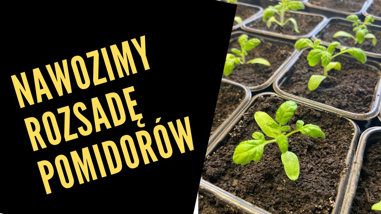 Pomidory nawożenie rozsady od drugiego  tygodnia po pikowaniu. Nawozimy biohumusem.