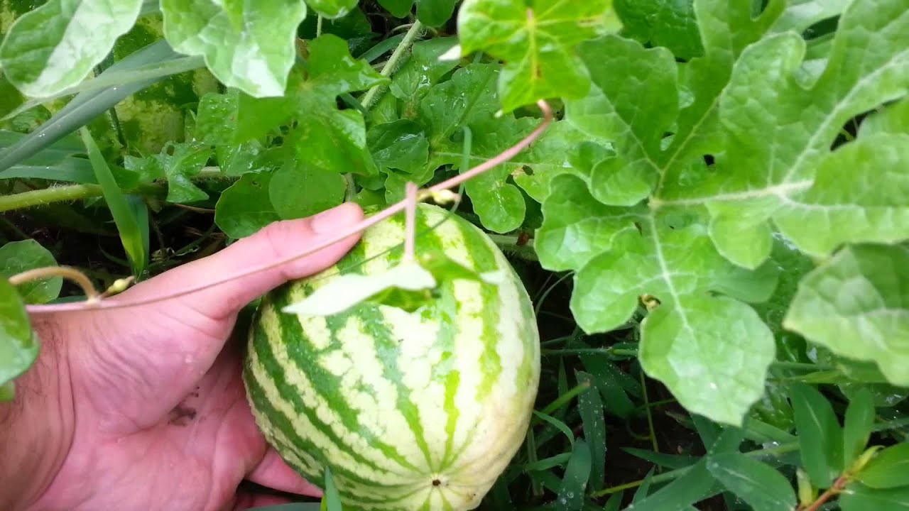 Watermelon patch 7/17/14