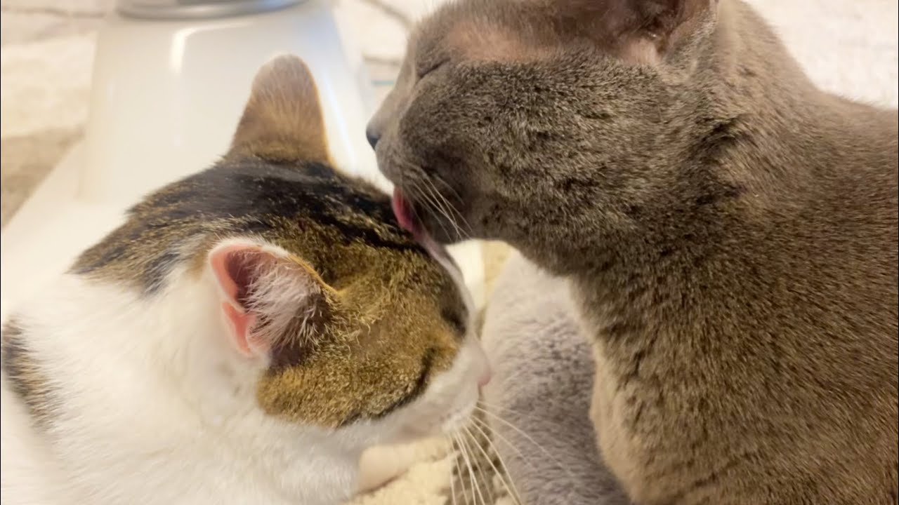 1人ぼっちだった保護猫､優しいお姉ちゃんに初めて〇〇される‼︎