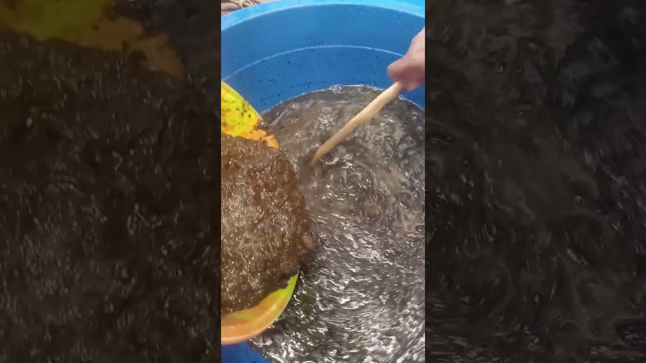 08033193602 How to mix Azolla nutrients for best results in Nigeria