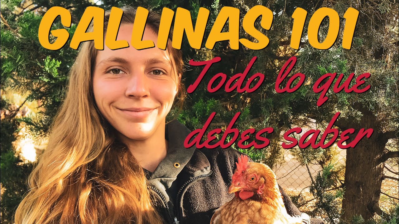 Gallinas Para Principiantes - Cuidados, Alimentación, Consejos
