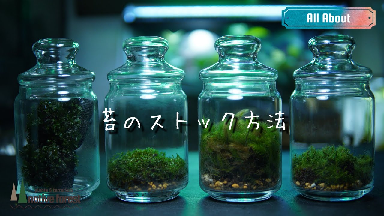 苔のストック（キープ）方法を解説！