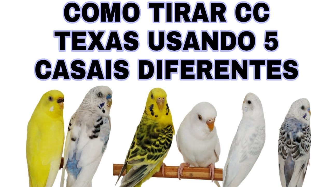COMO TIRAR PERIQUITOS CORPO CLARO DO TEXAS (TEXAS CLEAR BODY)