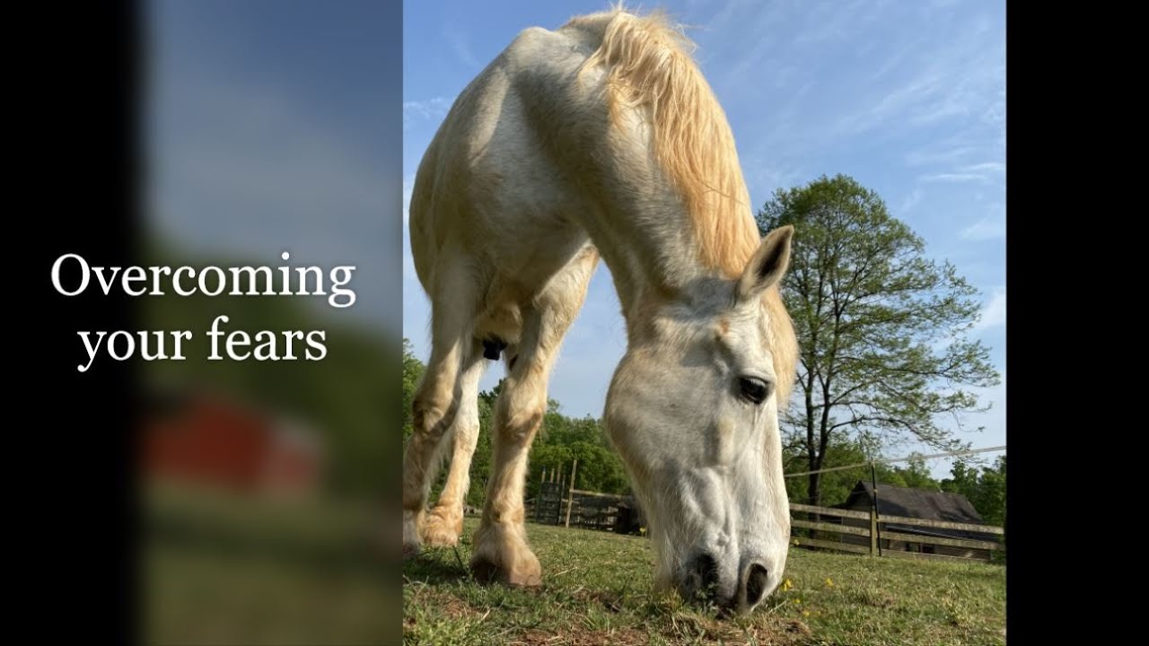 New Series: Overcoming Your Fear Around Horses