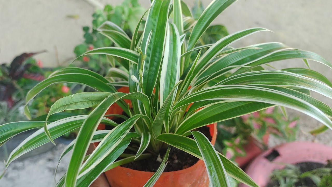 Clorofito de Sol (Clorofito Variegatum)