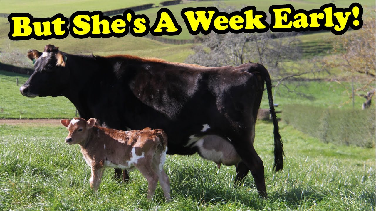 The 1st Calf Has Arrived!