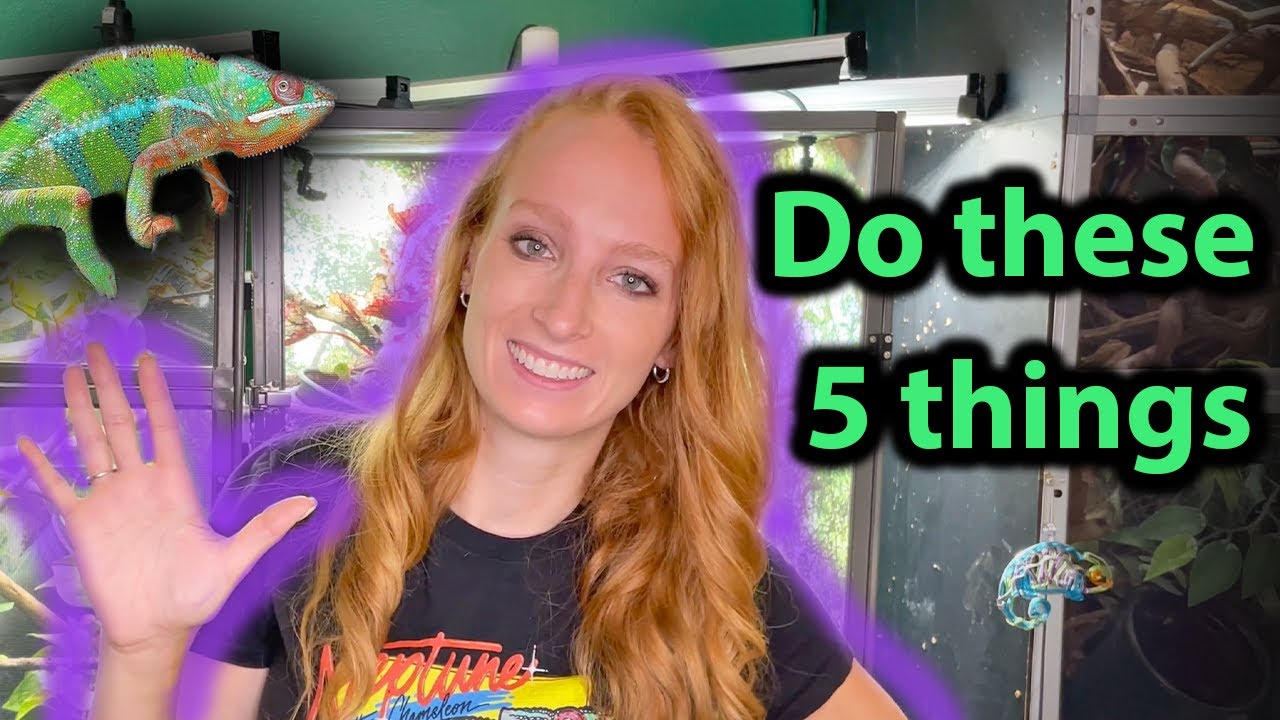 5 tips for new chameleon keepers