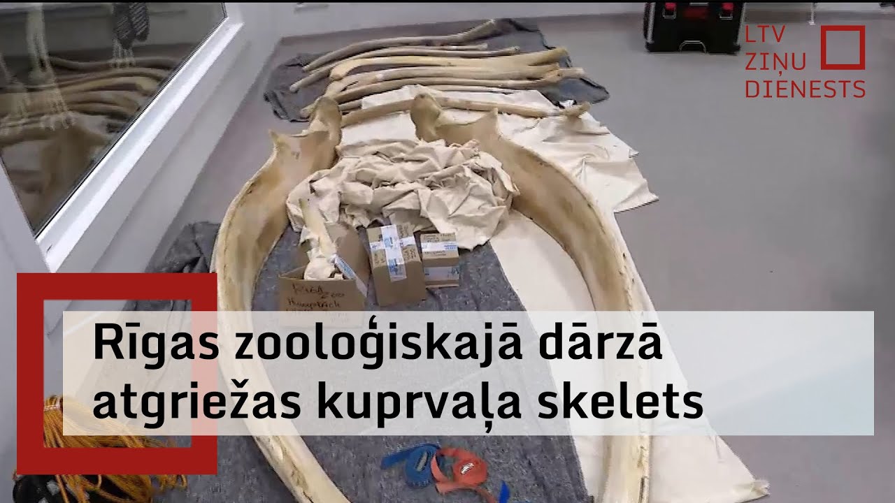 Pēc restaurācijas Rīgas zooloģiskajā dārzā atgriežas kuprvaļa skelets