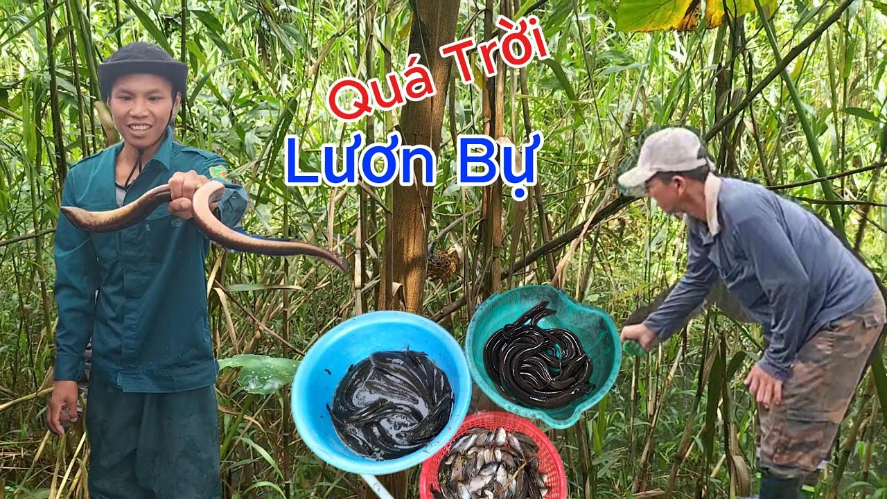 Đặt Trúm Lươn Với Lờ Cá Giáp Ranh Rừng U Minh Toàn Dính Lươn Cá Cụ - Ký Sự Rừng U Minh Hạ - Tập 2