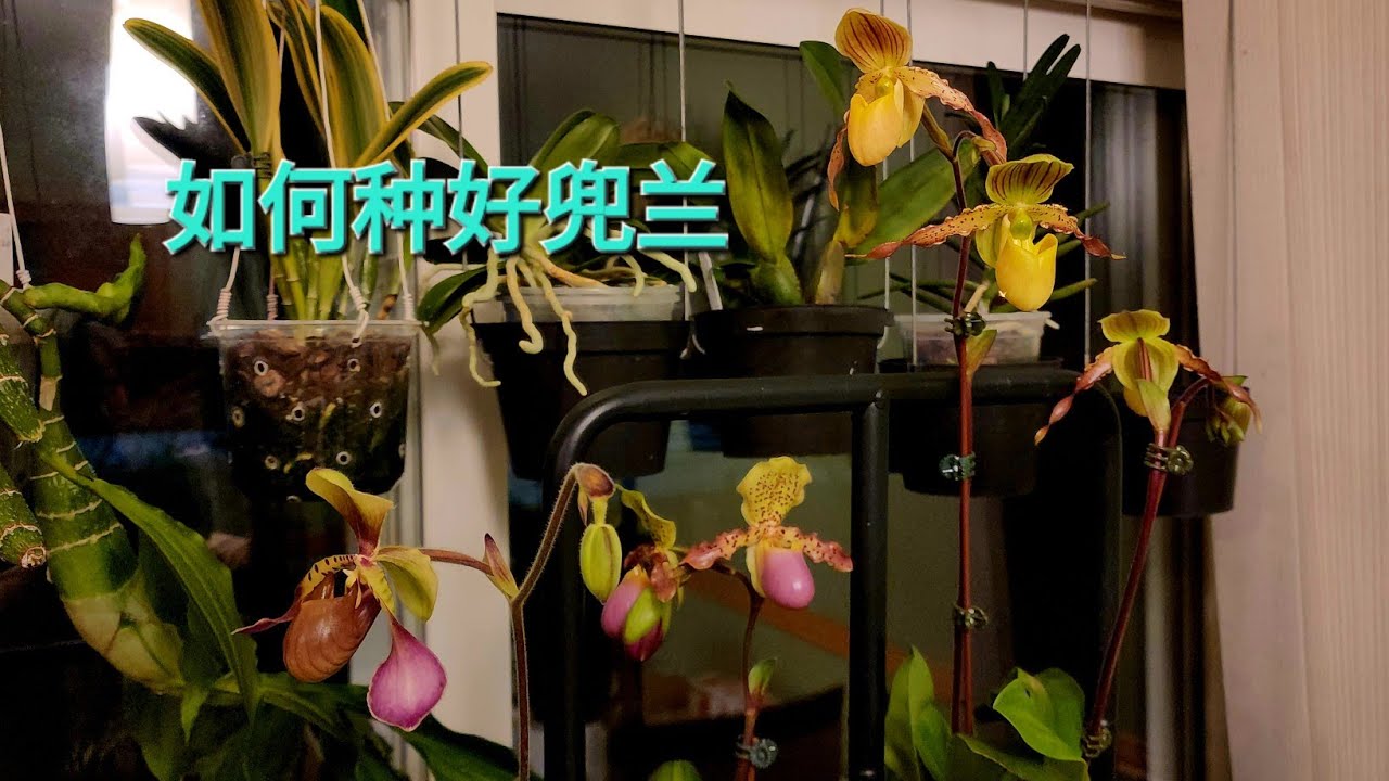Sophie's Garden 最近开花的兜兰/如何种好兜兰