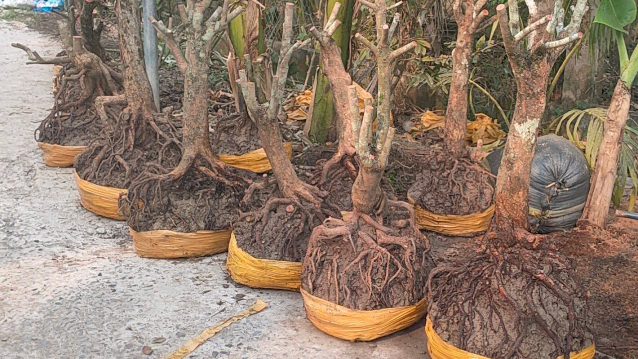Phôi mai tứ quý ngày 30/1 liôn hệ zalo 0974112414 đt 0336425620 lợi