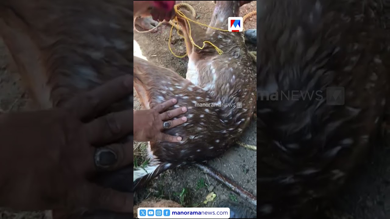 നായ്ക്കൾ കൂട്ടത്തോടെ ഓടിച്ചു...; ഒറ്റപ്പാലത്ത് കിണറ്റിൽ വീണ പുള്ളിമാനെ രക്ഷപ്പെടുത്തി വനപാലകര്&zwj;