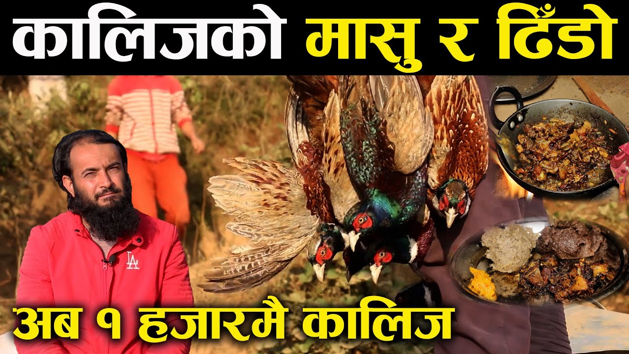 कालिजको मासु र ढिँडो खान पाईने फार्म,जहाँ १ हजारमै पाइन्छ कालिज !
