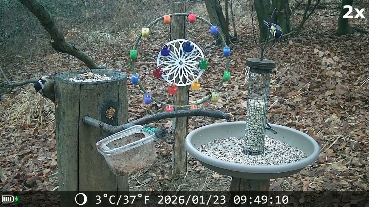 20260123 POSATOIO - BIRD FEEDER