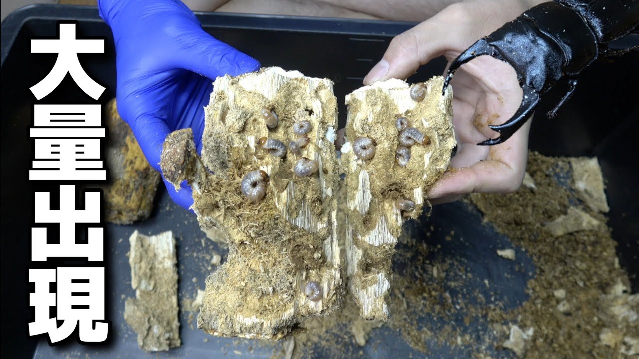 オオクワガタがボロボロにした産卵木を半分に割った結果