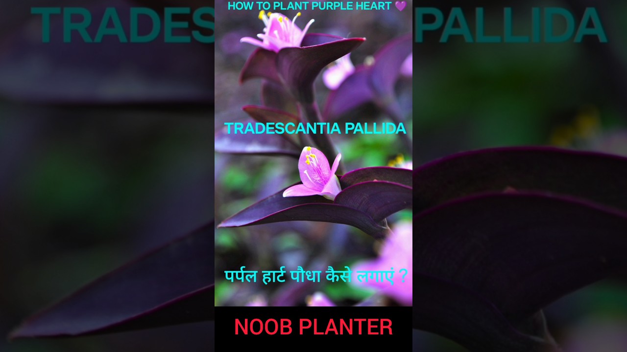 PURPLE HEART PLANT short story (tradescantia pallida)  #plants  #garden  #houseplants