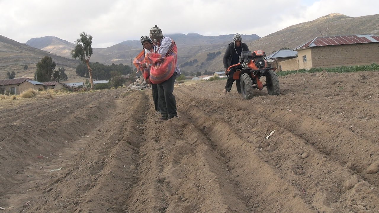 SEMBRANDO PAPA CON MOTO CULTOR - CHOLITA MAMILA