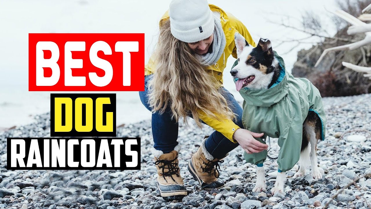 ✅Top 5 Best Dog Raincoats to Keep Your Pet Dry in 2025