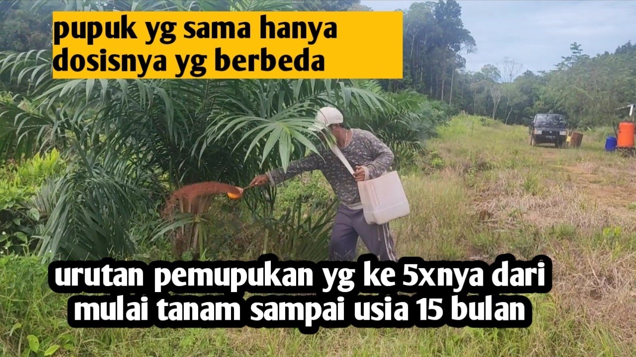 urutan pemupukan yg ke5 kalinya pada sawit usia 15bulan dari mulatanam