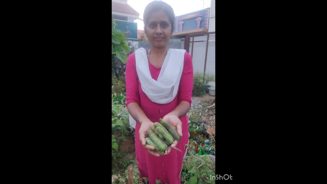 மூணு வகை பழங்கள் அறுவடை!  கருநீலமா  சாப்டுங்க!  நான் இப்படி தான் ஜாம் செய்வேன்! 