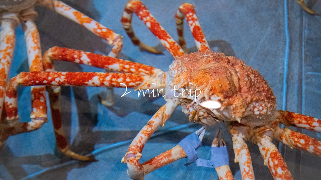 【2 min trip】Aquarium of shrimp and crab/Wakayama, Japan