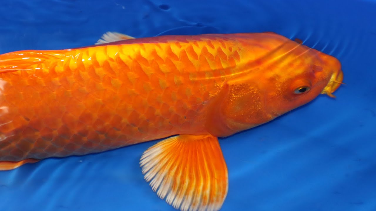 Orenji Ogon Koi Fish Variety | Koi Guide