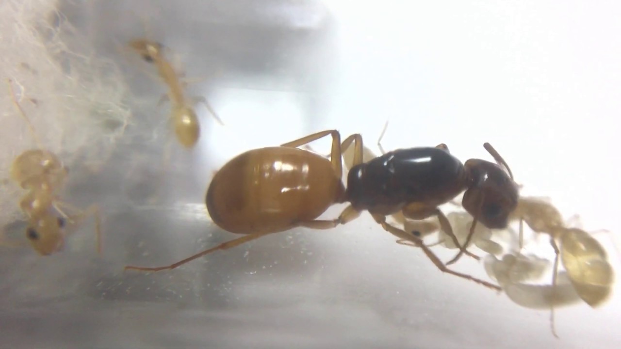 Camponotus turkestanus | Кампонотус туркестанус содержание и уход