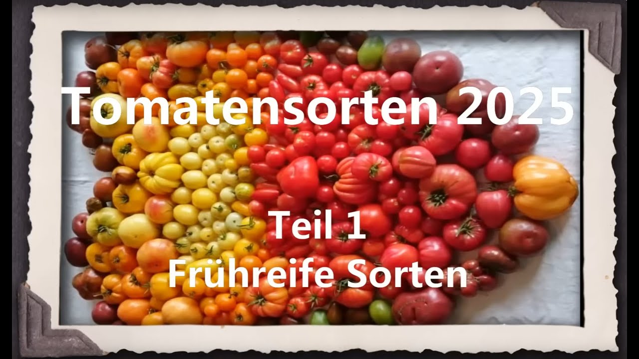 Tomatensorten 2025 Teil 1 - Frühreife Sorten