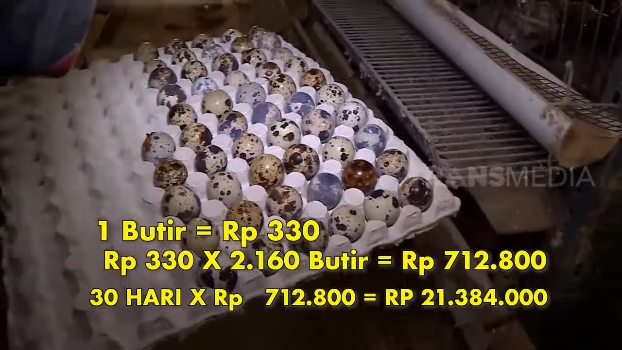 Bisnis Puyuh, Semua Jadi Cuan | CUAN BOS (26/11/22)