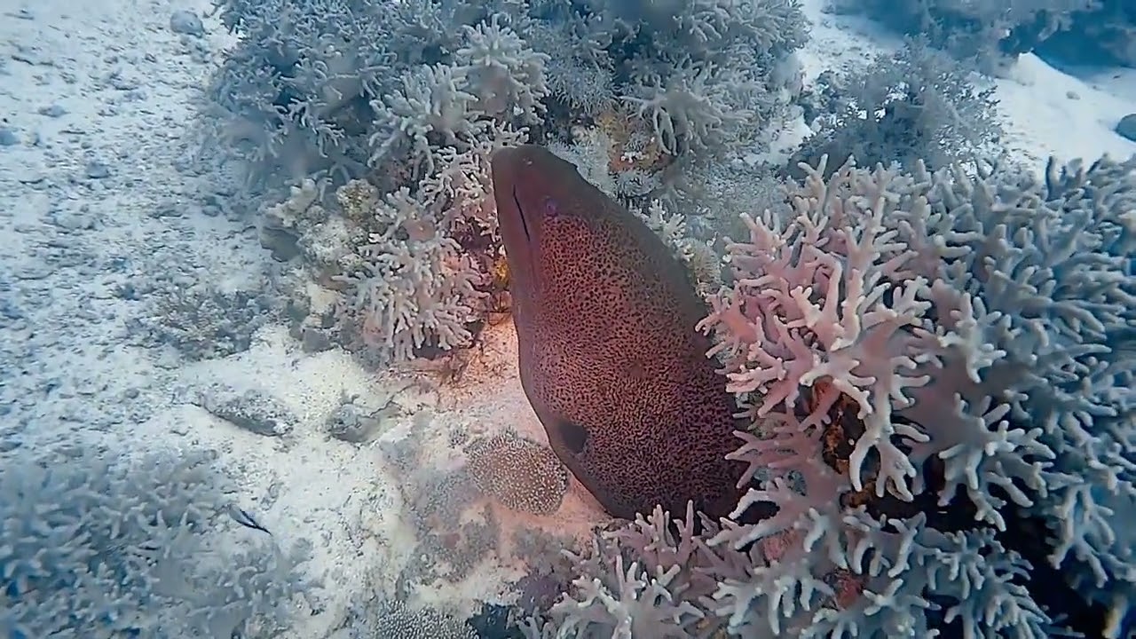 Reef Diving   Red Sea   Dec 22