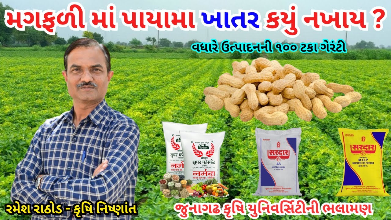 મગફળી માં પાયામા ખાતર, મગફળી નુ પાયાનું ખાતર કયું નખાય, મગફળી માં ખાતર, magfali ma khatar, Groundnut