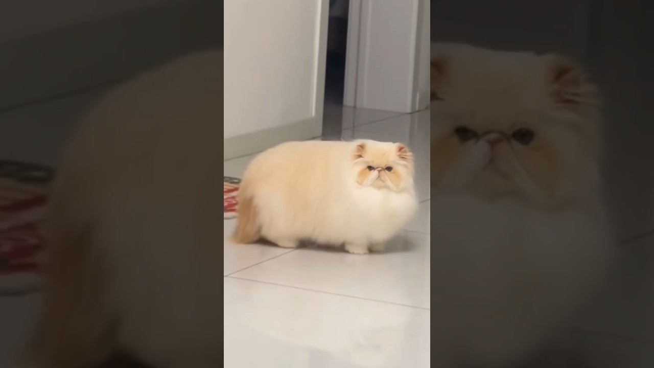 She Is A Super Fluffy Cloud 😻