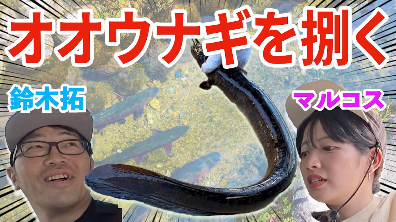 釣ったオオウナギを捌く。