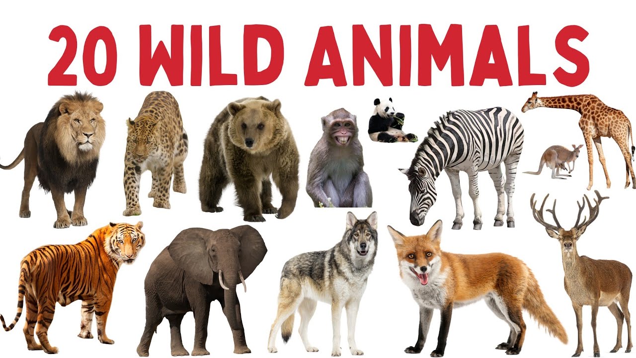 जंगली जानवर के नाम सीखे बच्चों के लिए | Learn 20 Wild Animals Name for kids