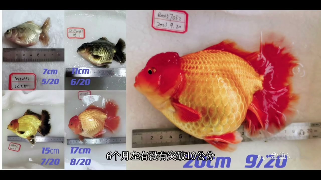 金鱼不同阶段，如何选择合适的饲料#兰寿 #泰狮 #金鱼饲料 #金鱼