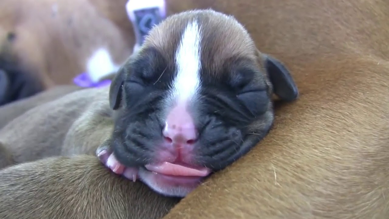 Newborn Boxer Puppies Crying And Breastfeeding From Their Mom