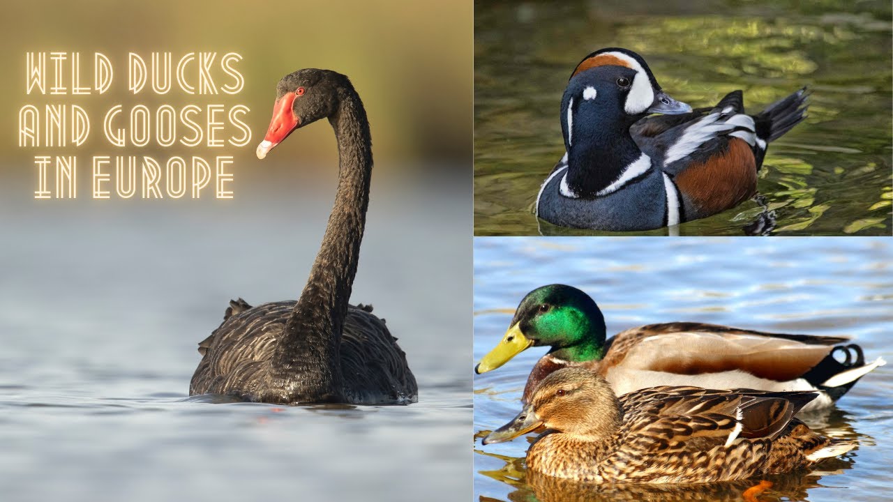 All species of wild ducks and gooses in Europe