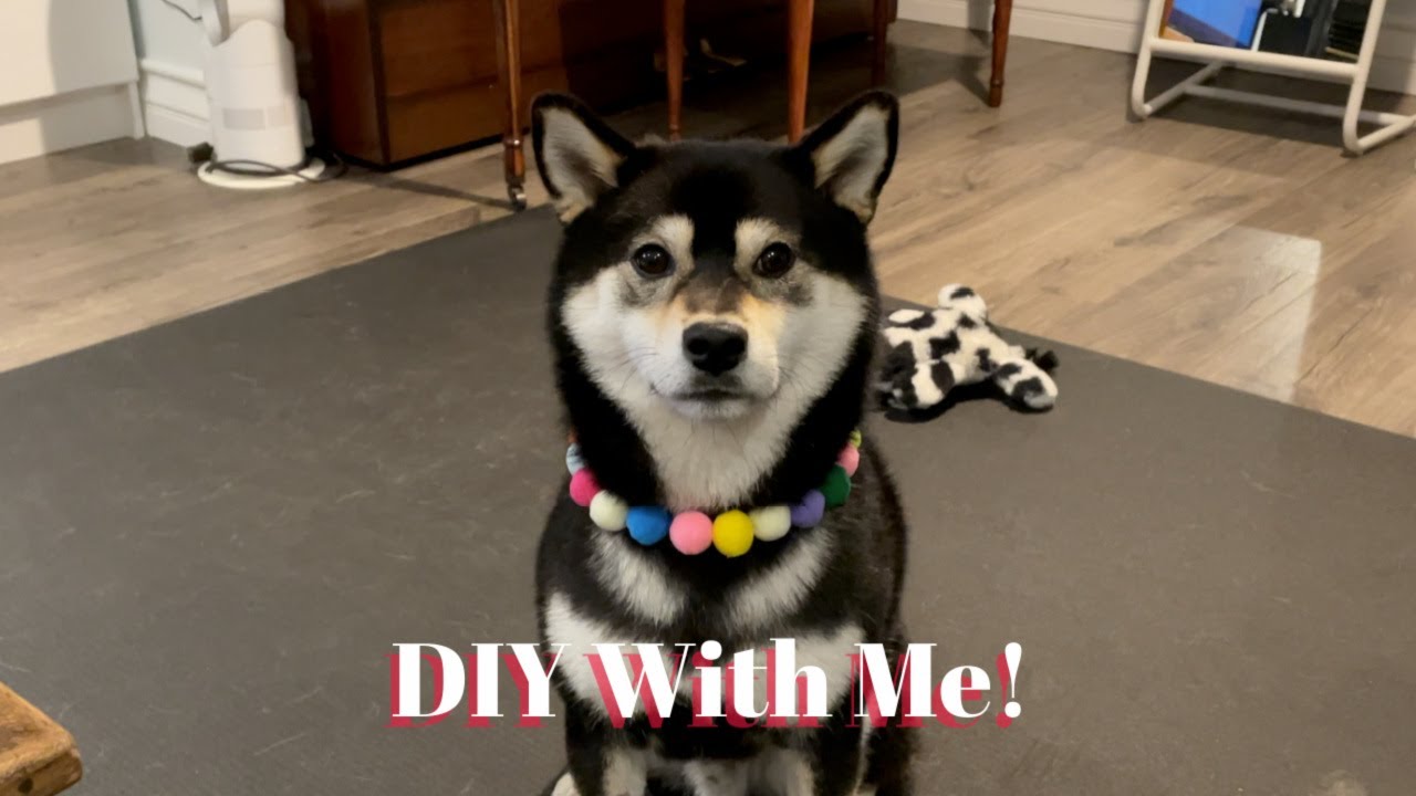 How To: Make A Pom Pom Necklace For Your Doggo | DIY | Tiny Rick The Shibe