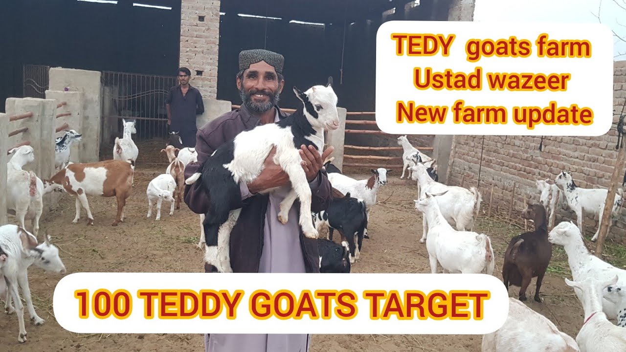 TEDDY GOATS OF USTAD WAZEER || LIVESTOCK INFORMATION BY MUHAMMAD ALI