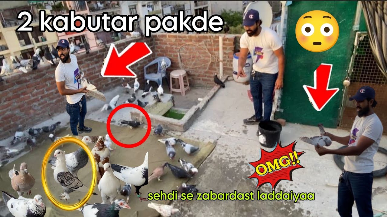 Zabardast ladaiyya 2 kabutar pakde 😍 1 patiyala bhag gya😇 aaj k 2 shikar Delhi ki kabutar bazi