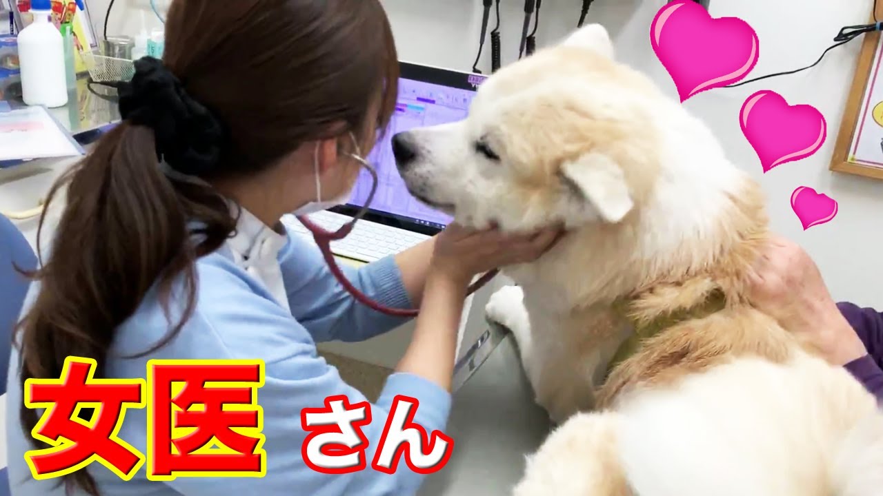 動物病院大好き！女医さんLOVE.早く診て、秋田犬そうすけ・注射チックンして♪・veterinary hospital