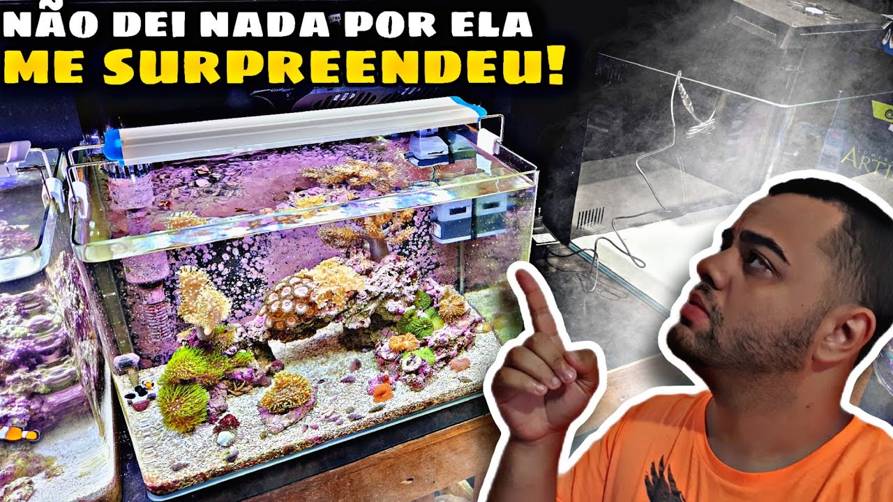 ESSA LUMINÁRIA ME SURPREENDEU DEMAIS NO NANO MARINHO DE 40L