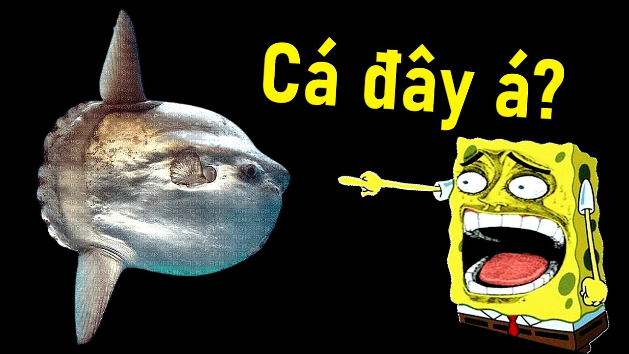 #999 Vì Sao Con Phế Vật Này Chưa Tuyệt Chủng??? - Cá Mặt Trời - 