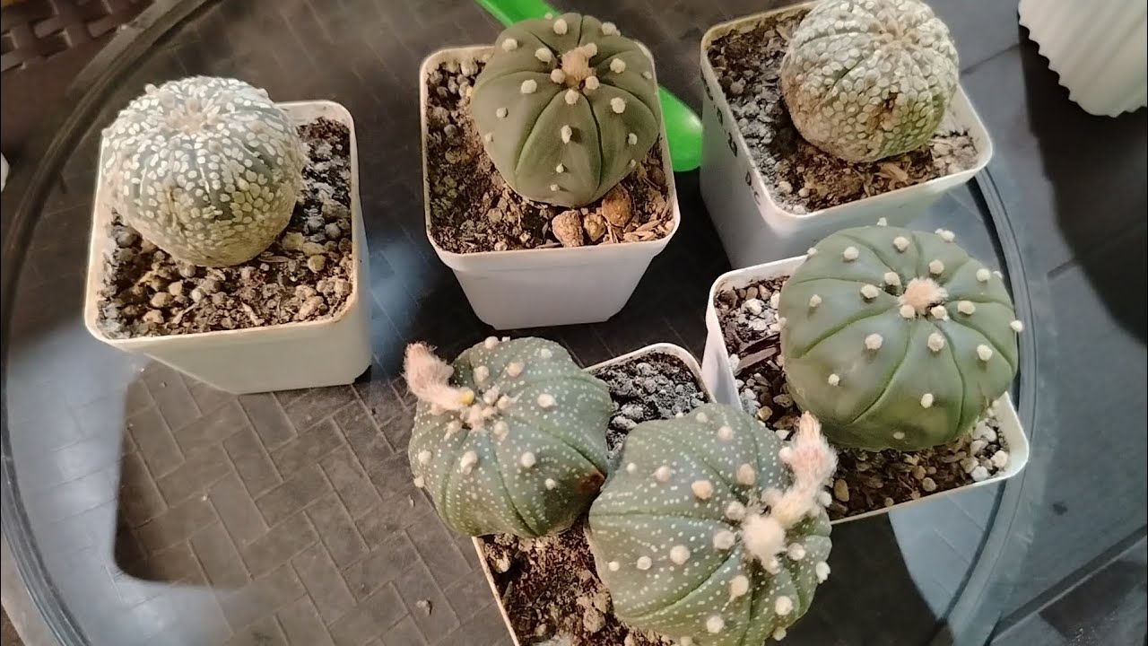 REPOTTING ASTROPHYTUM ASTERIAS CACTUS 4/15/26