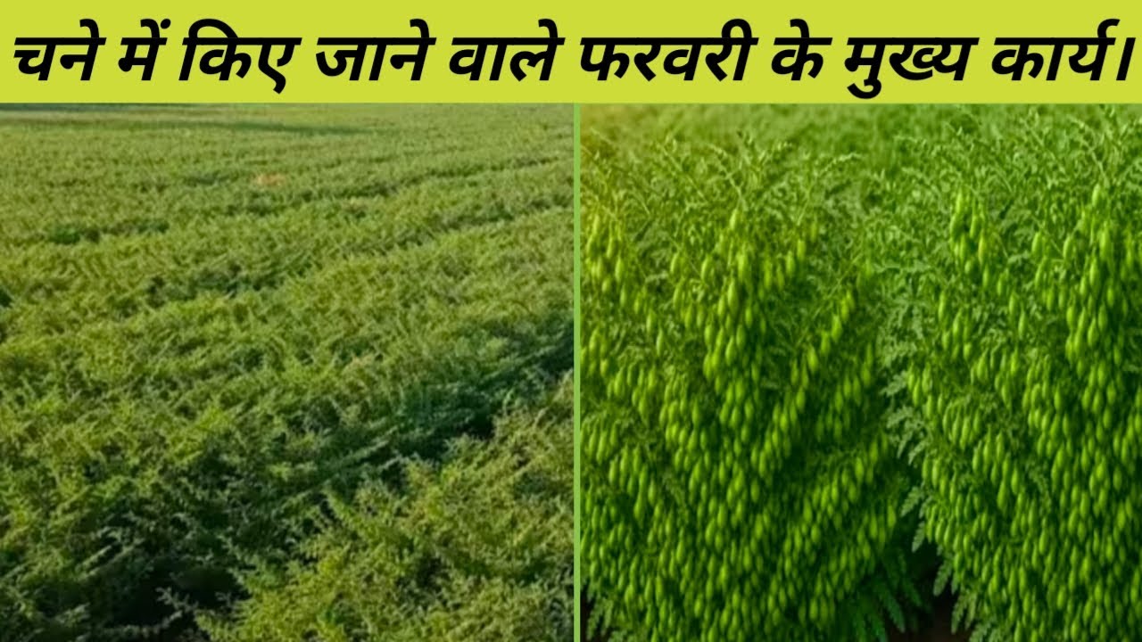 चने की खेती में फरवरी में कार्य। Chane ki kheti kaise karen 