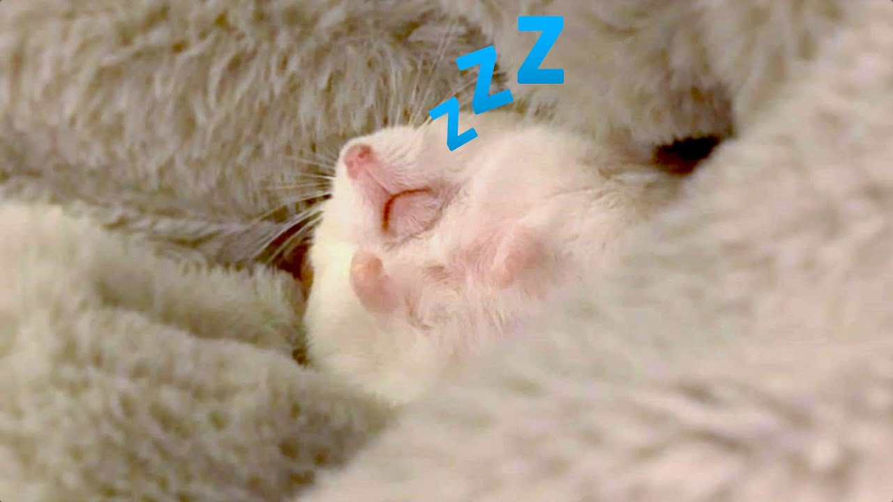 🐹💤 MUSICA PARA CALMAR Y RELAJAR HAMSTERS 🐹💤 CANCION DE CUNA PARA DORMIR ✔