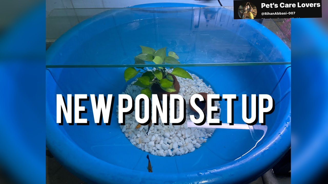 New DIY pond set up for Molly￼ fish🥰😍