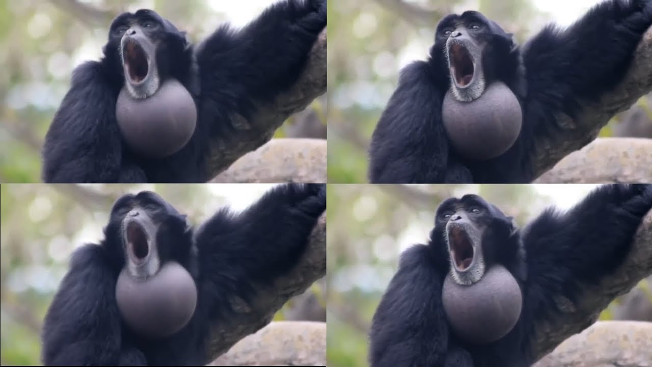 Screaming Gibbon Monkey over 1 million times